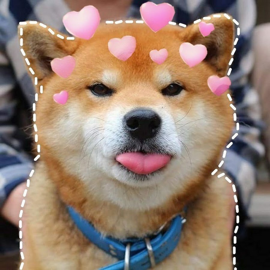 Акита Шиба ину белая