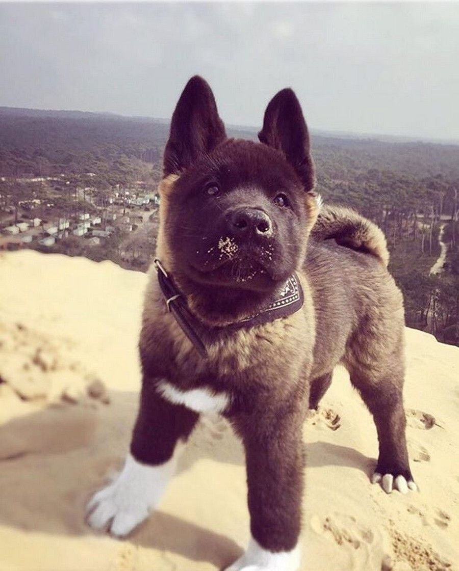 Акита и французский бульдог