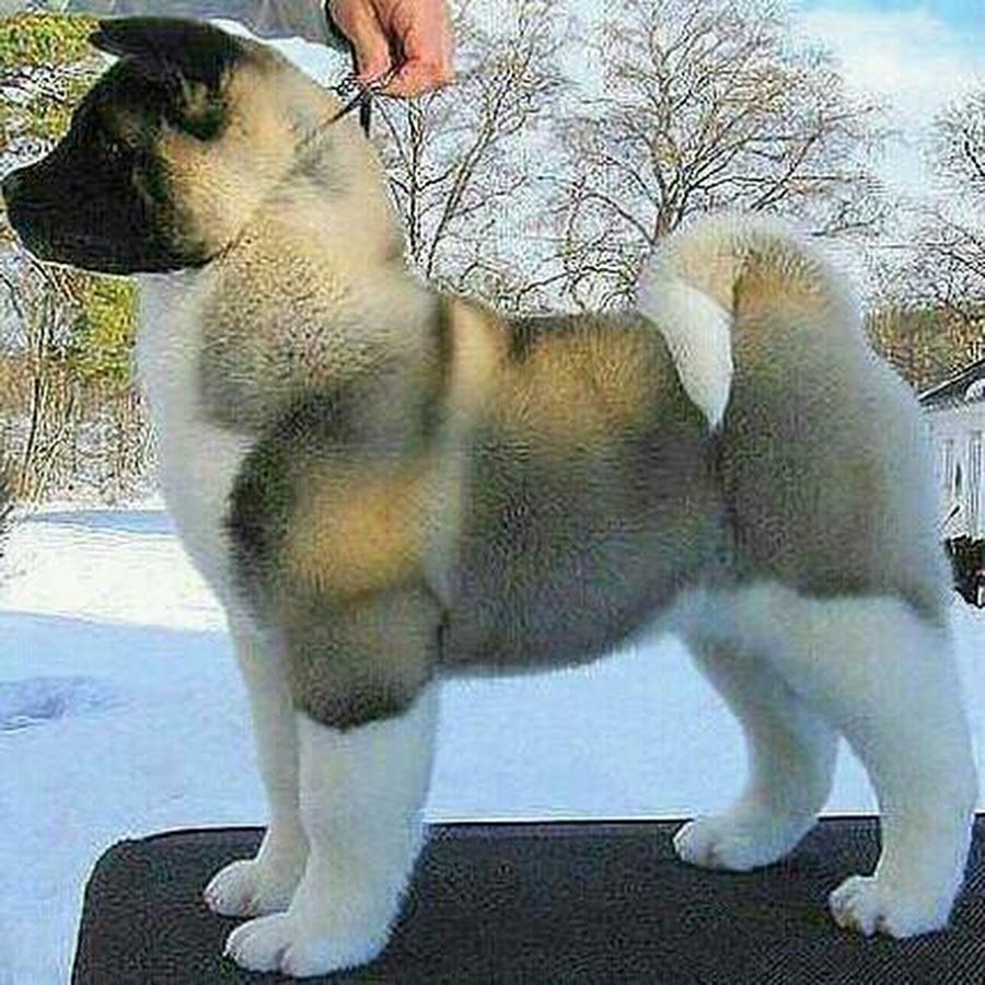 Акита-ину Юмэ