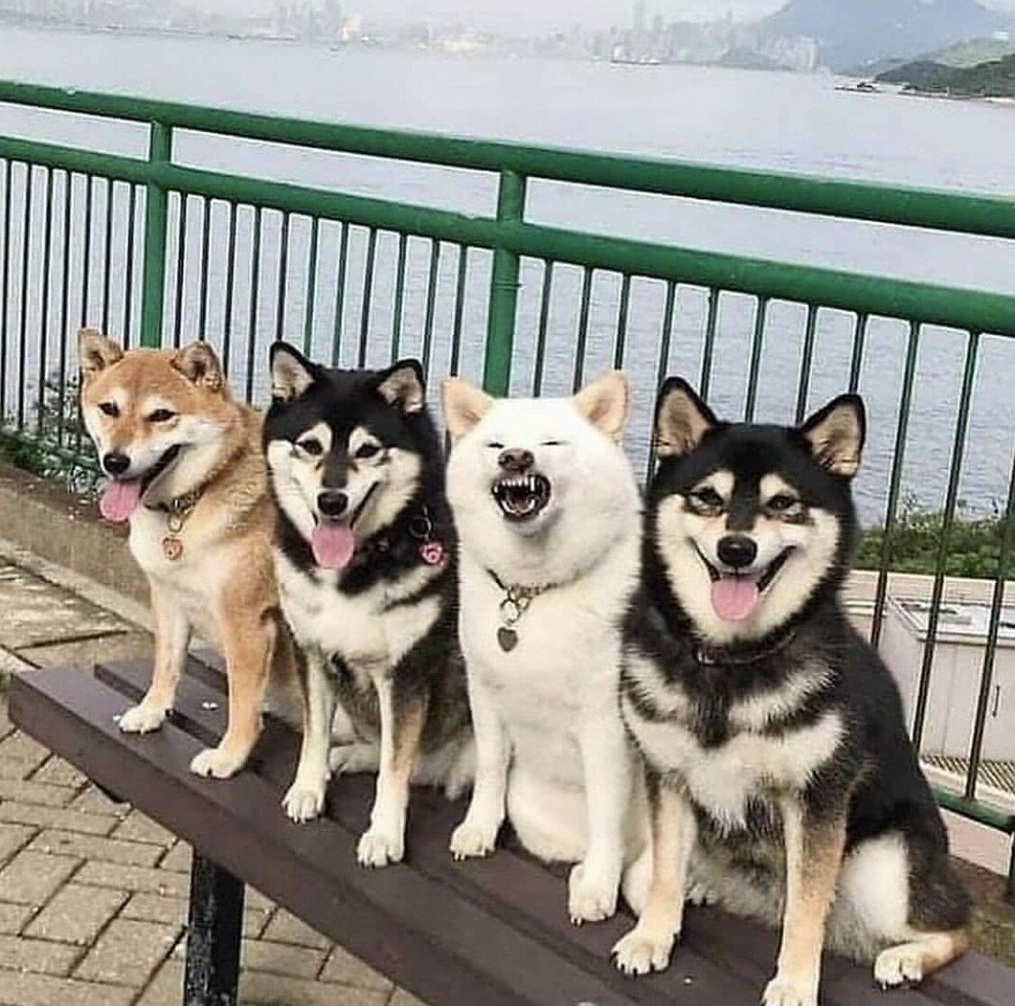 Акита Токио