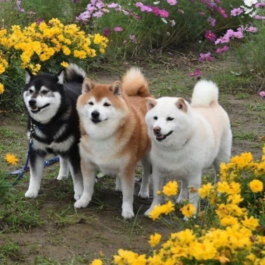 Акита ину и Бернский зенненхунд