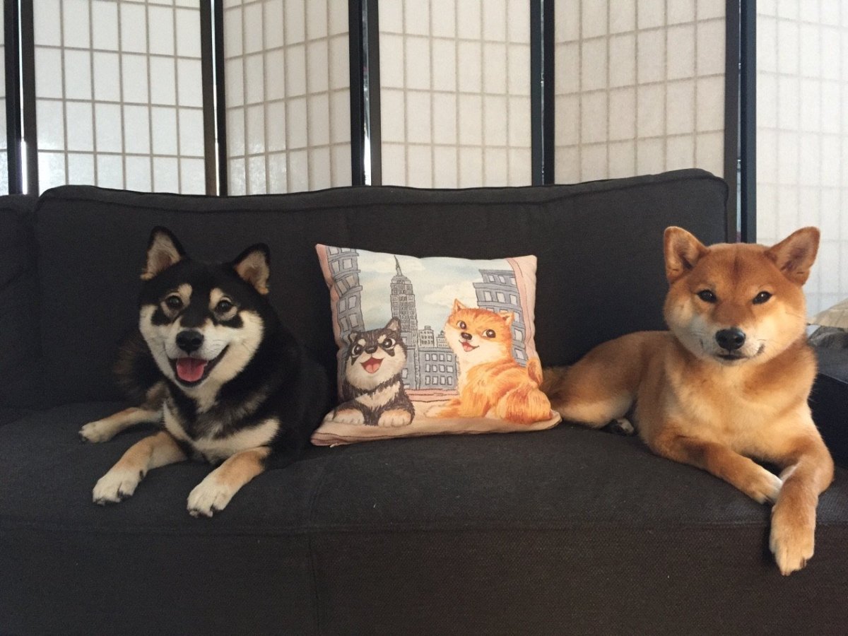 Акита стандарт