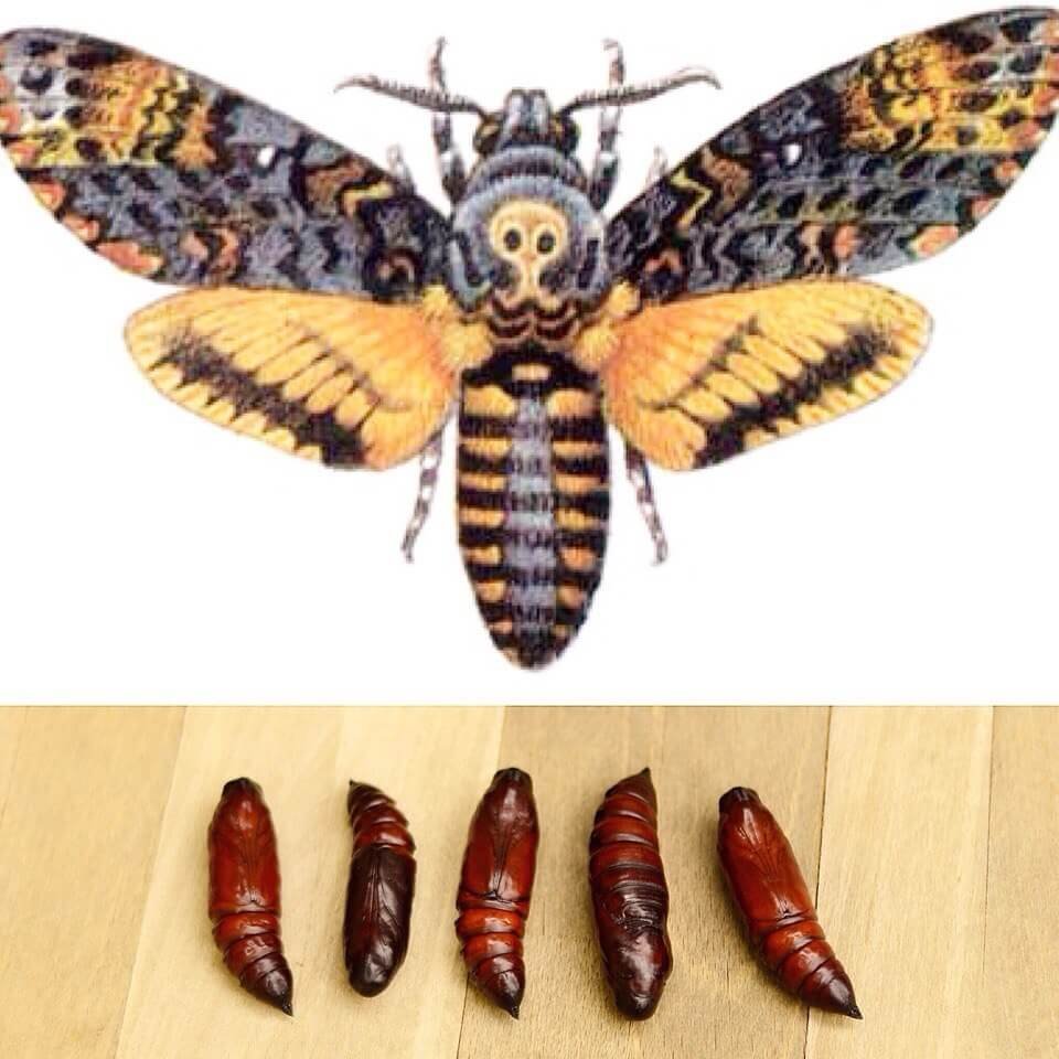 Мотылек Бражник мертвая голова
