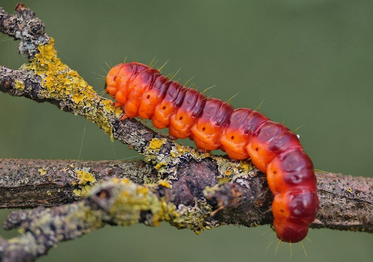 Papilio Troilus гусеница