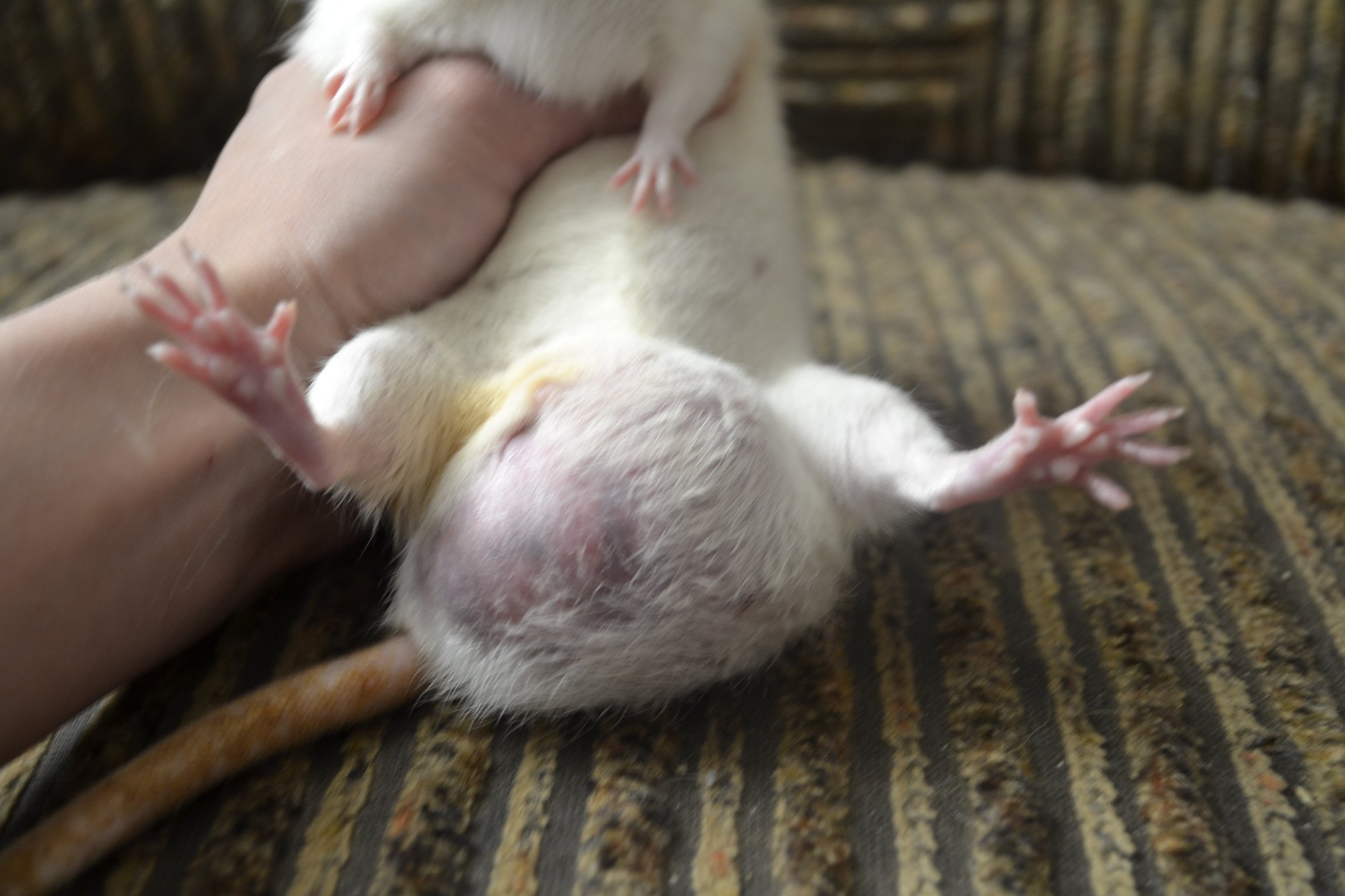 Мышь мужского рода. Беременность крысы Дамбо. Опухоль молочной железы у крысы.