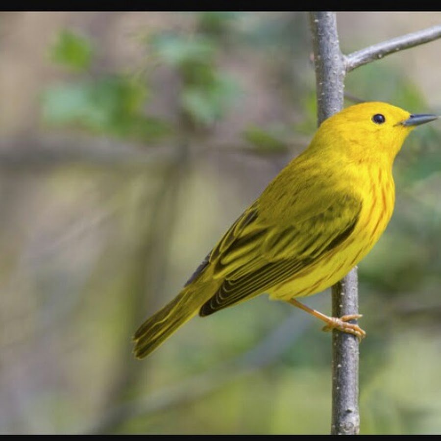 Robin animal