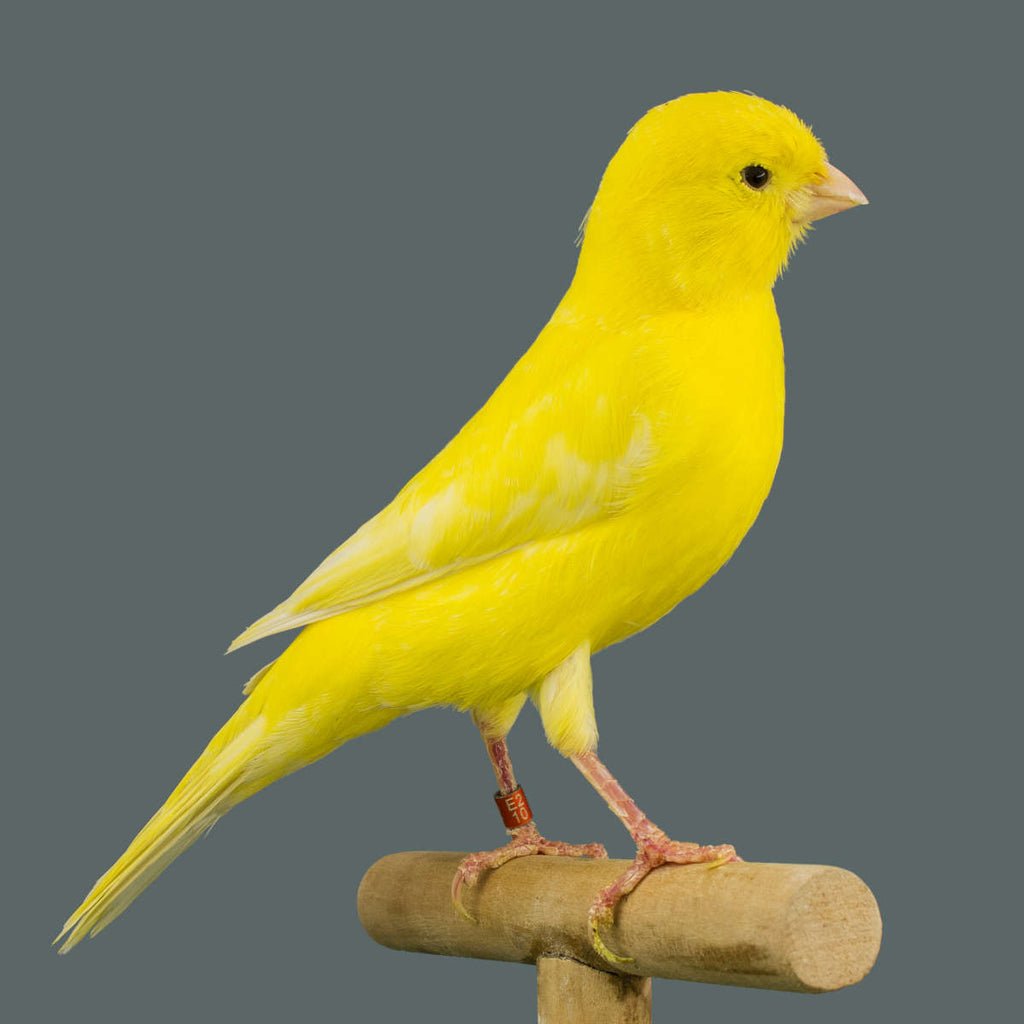 Yellow Warbler птица