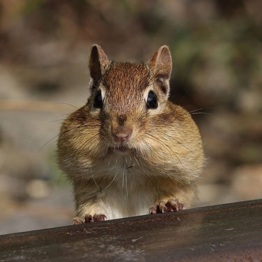 Бурундук с орешками