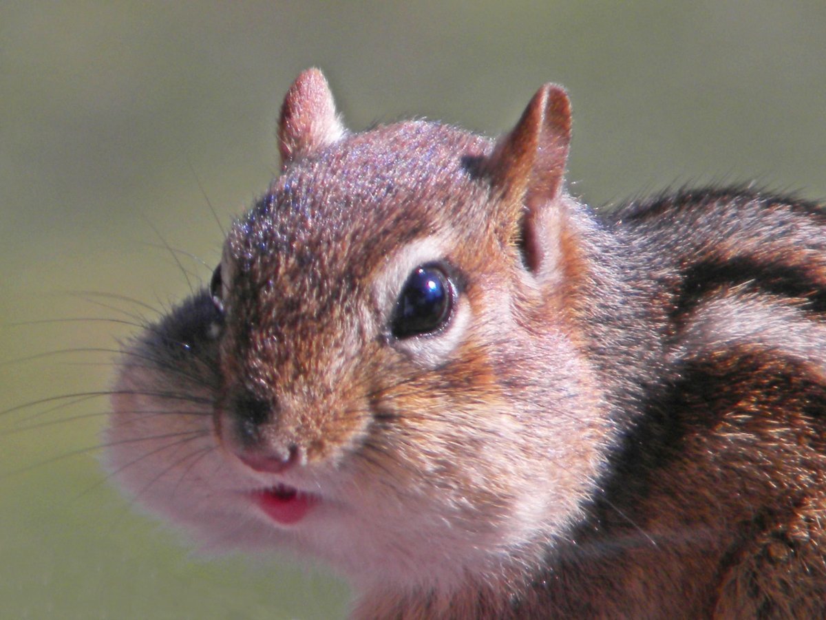 Chipmunk "i am Chipmunk (CD)"