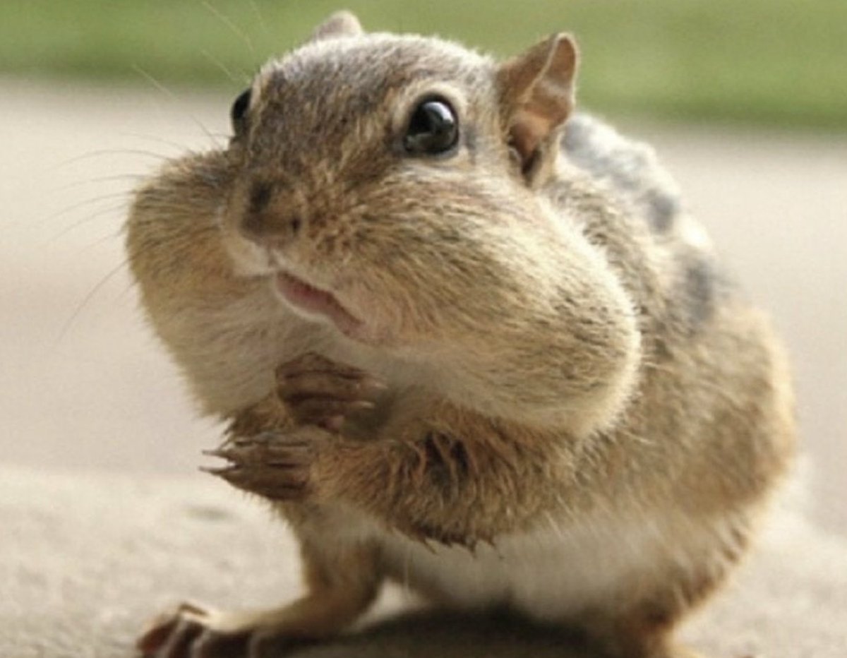 Бурундуки мемы