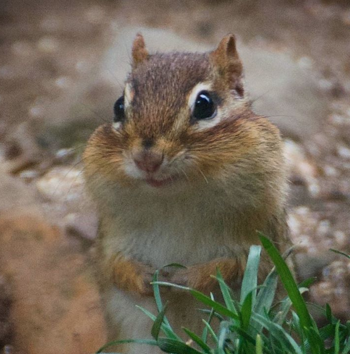 Милый бурундучок