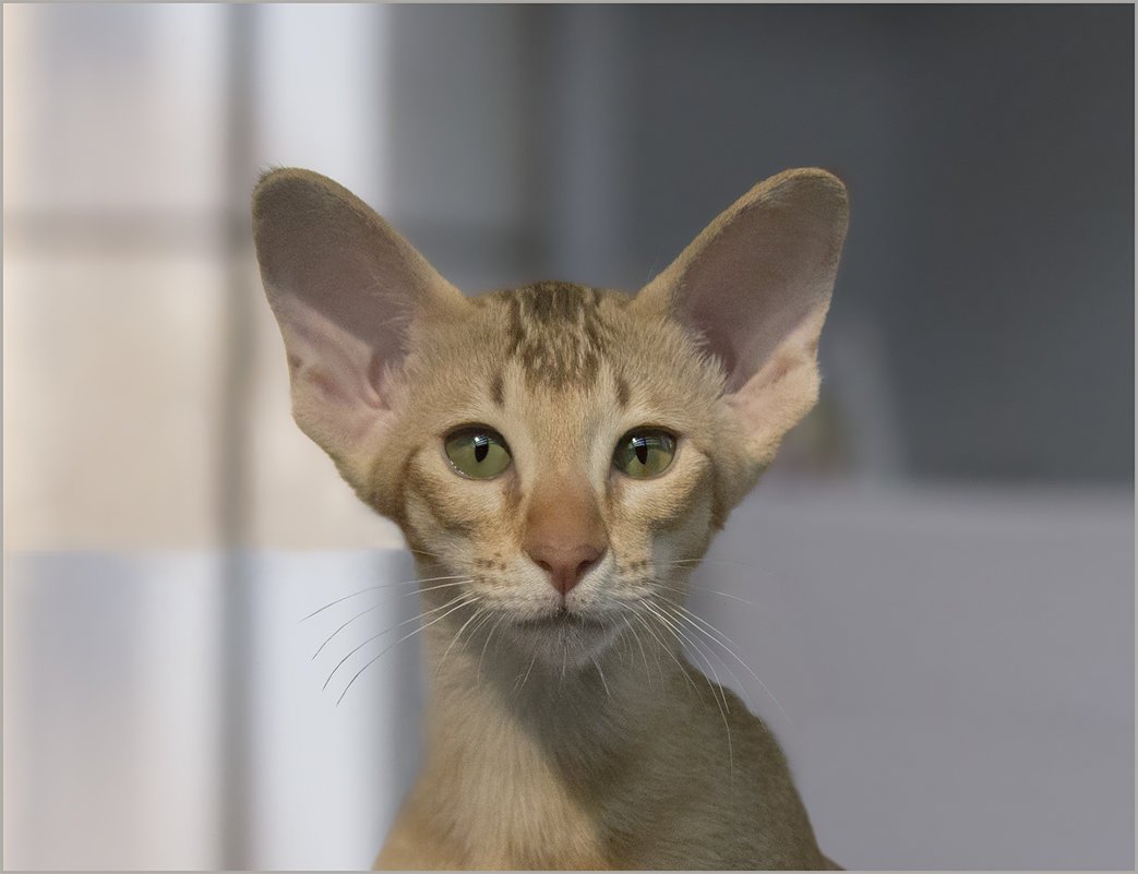 Кот Ориентал ФАС