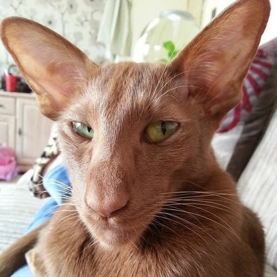 Коты ориенталы грузины