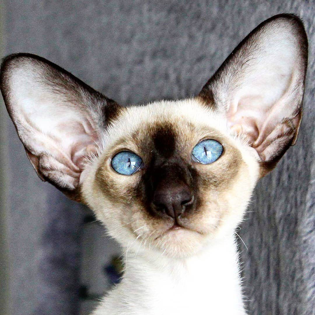 Ориентал кошка