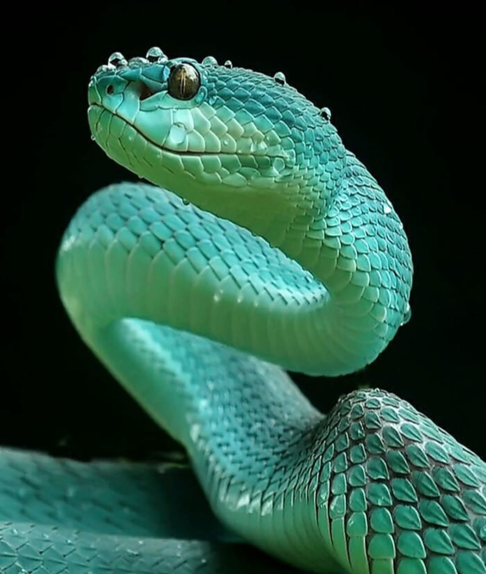 Водяная змейка. Кустарниковая гадюка (Atheris. Зелёная мамба змея. Куфия змея. «Водяные змеи |i» (1907)..