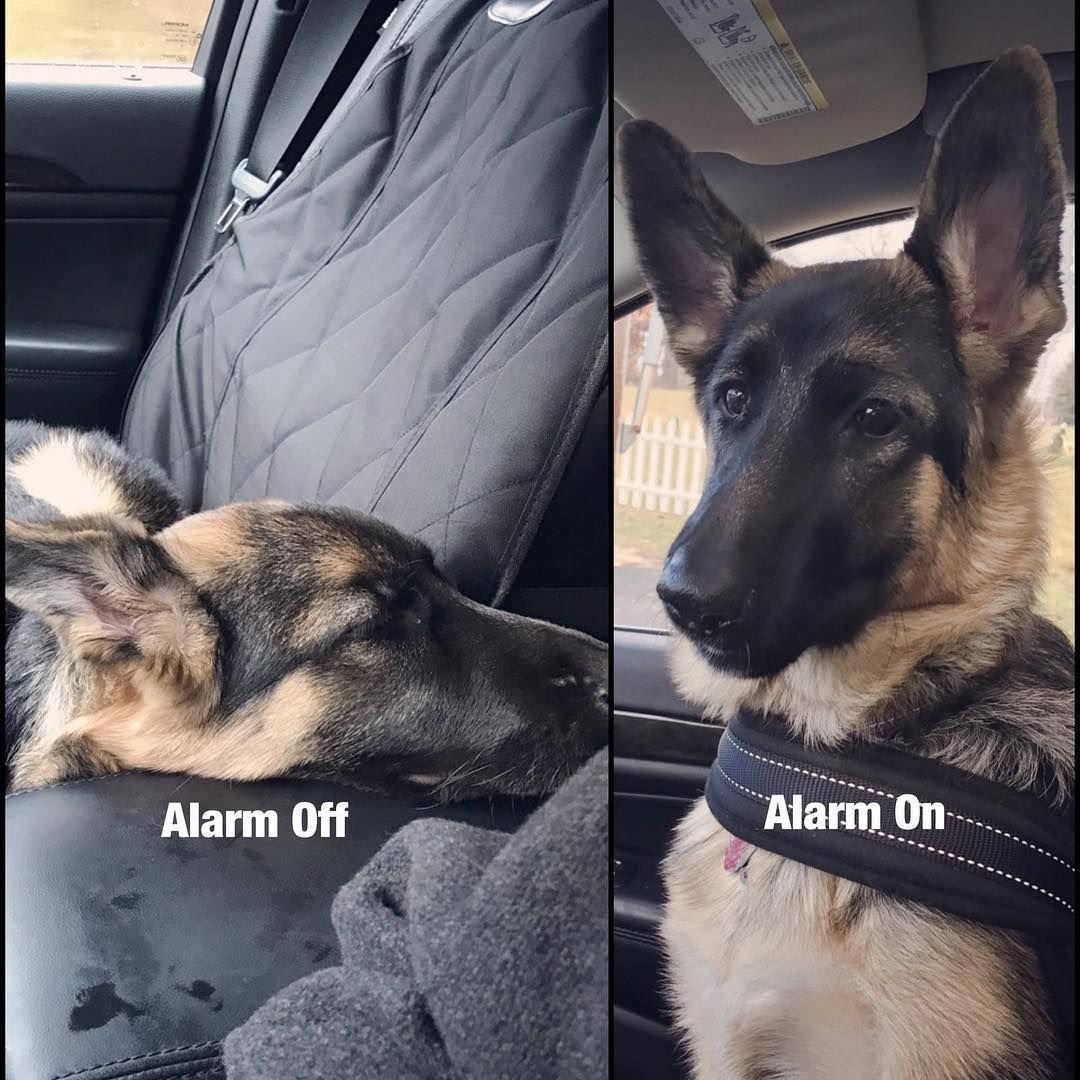 Собаки в осенних венках