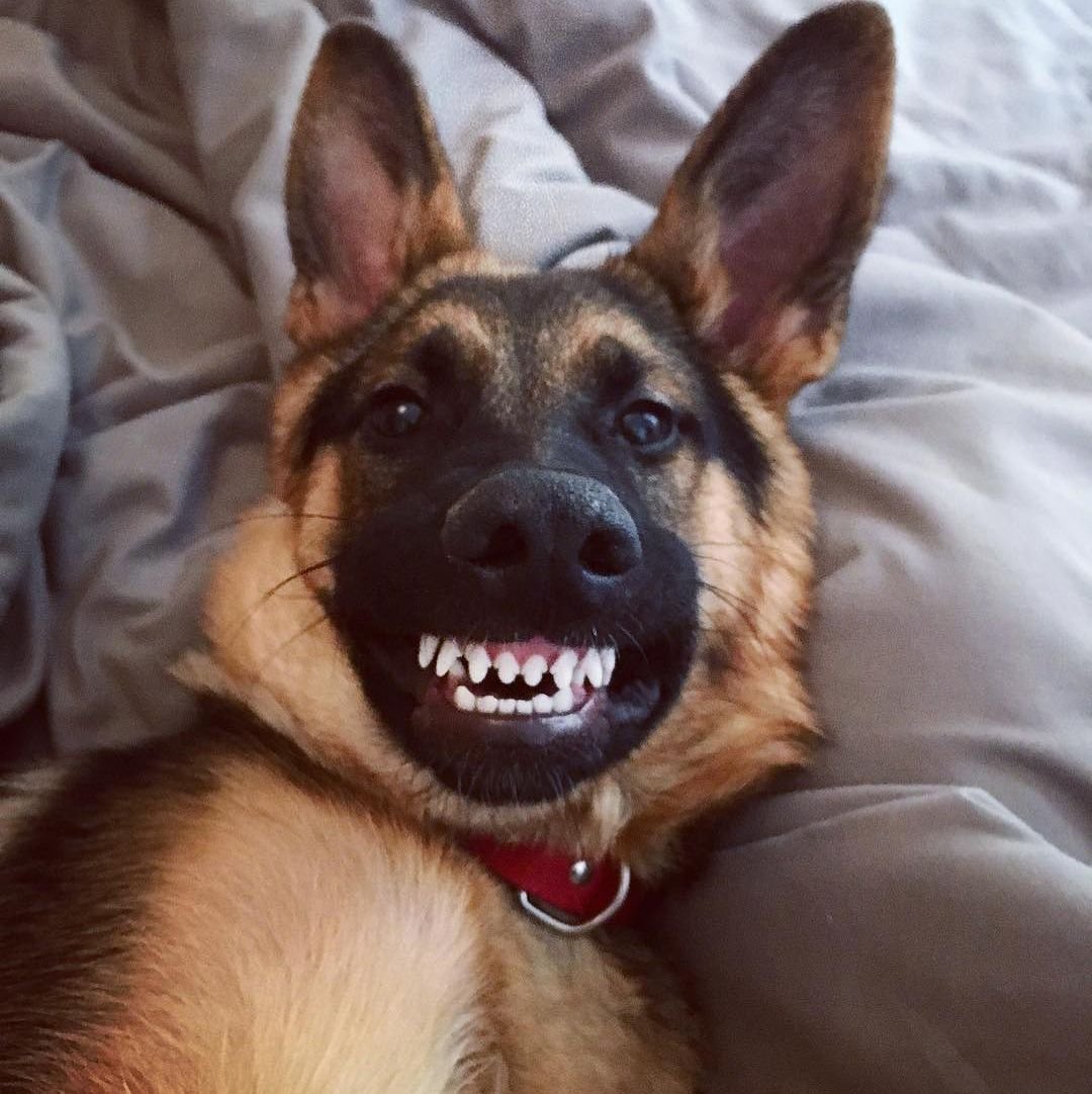 Овчарка улыбается