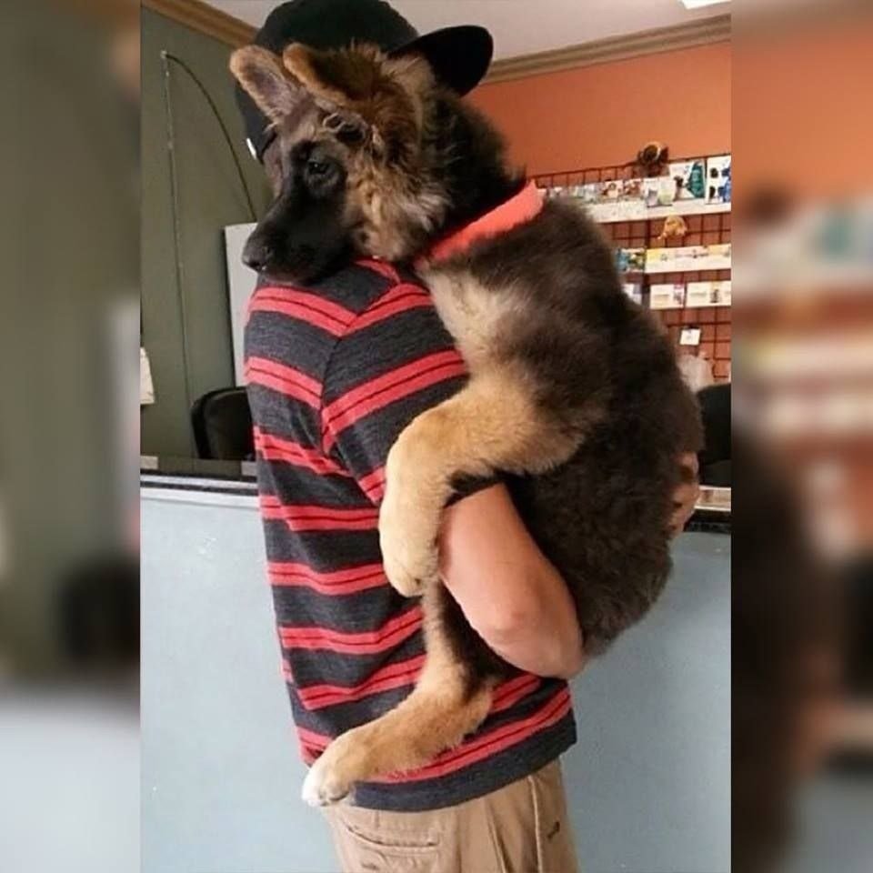 Щенок немецкой овчарки в машине