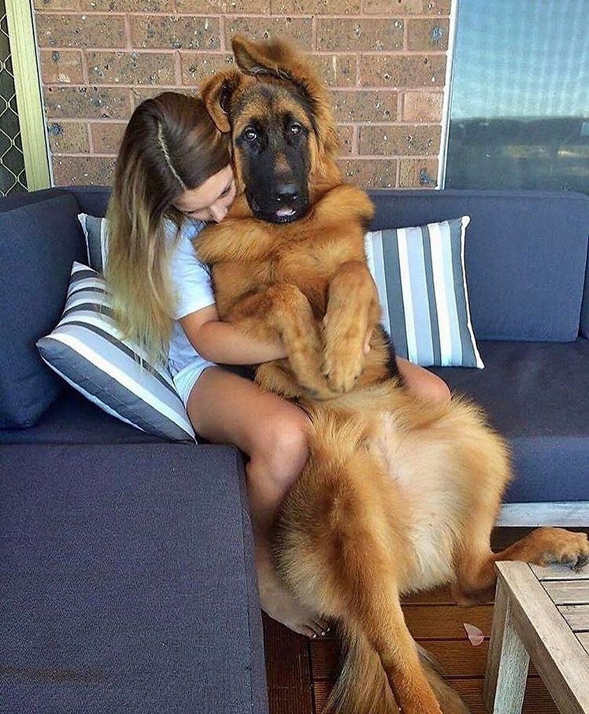 Собака смеется