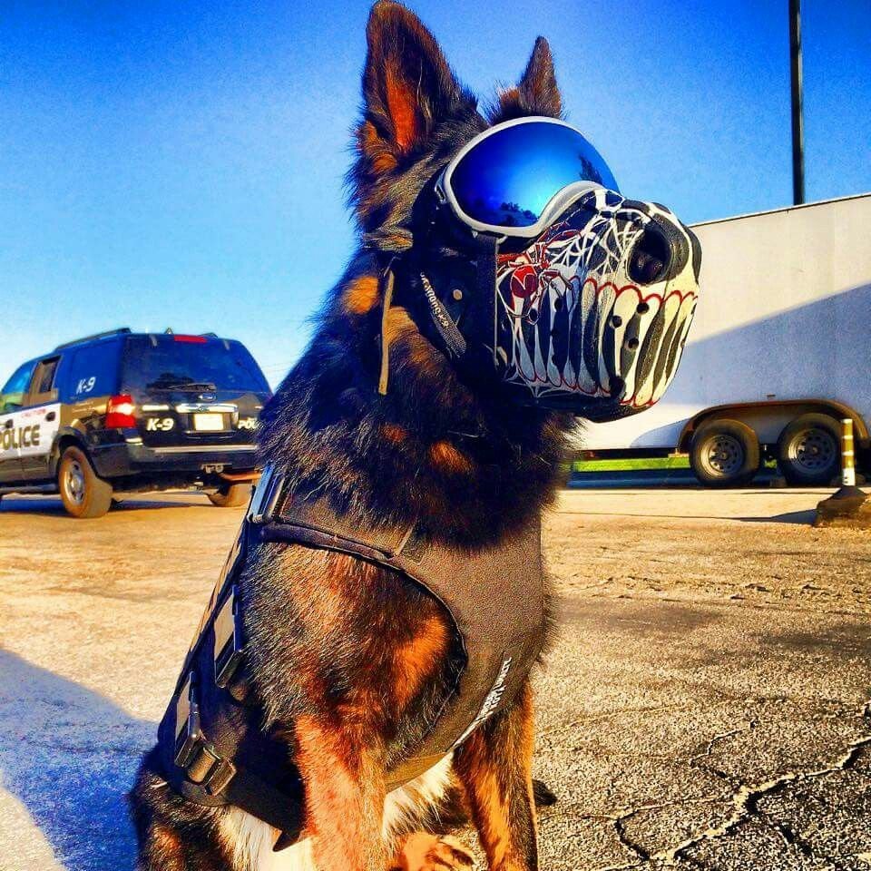 Анекдоты про собак