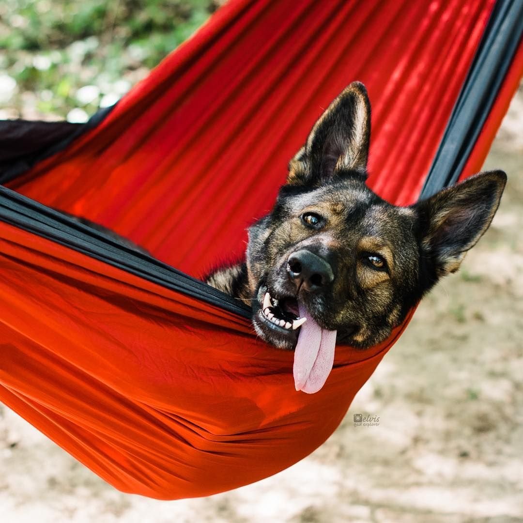 Немецкая овчарка веселая