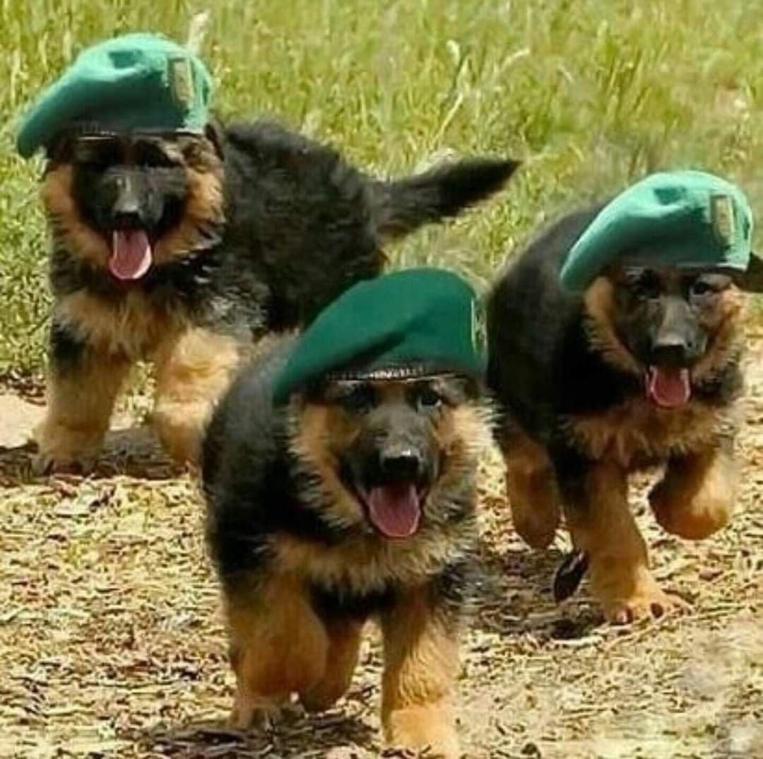 Немецкие собаки мемы