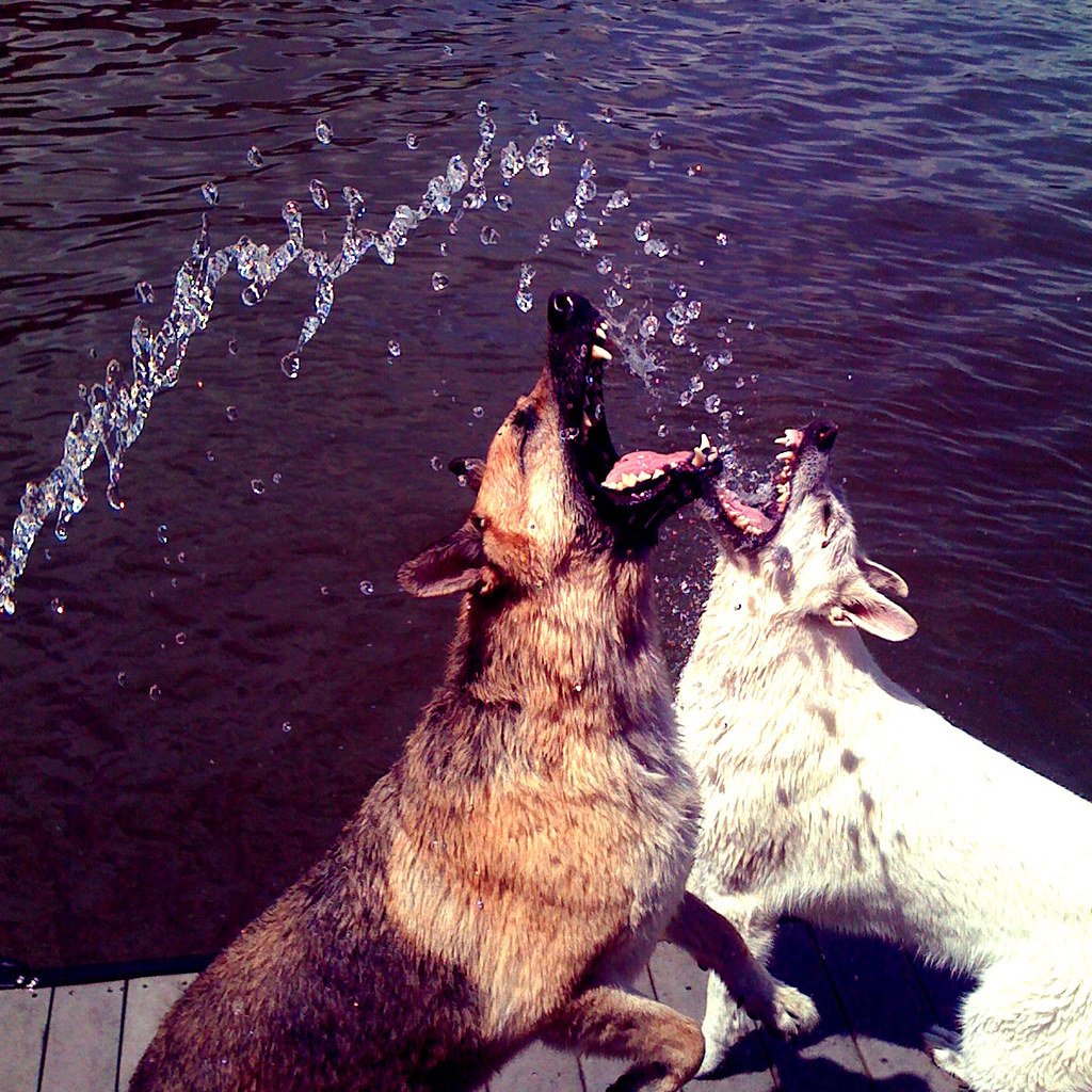 Собаки сохраненки