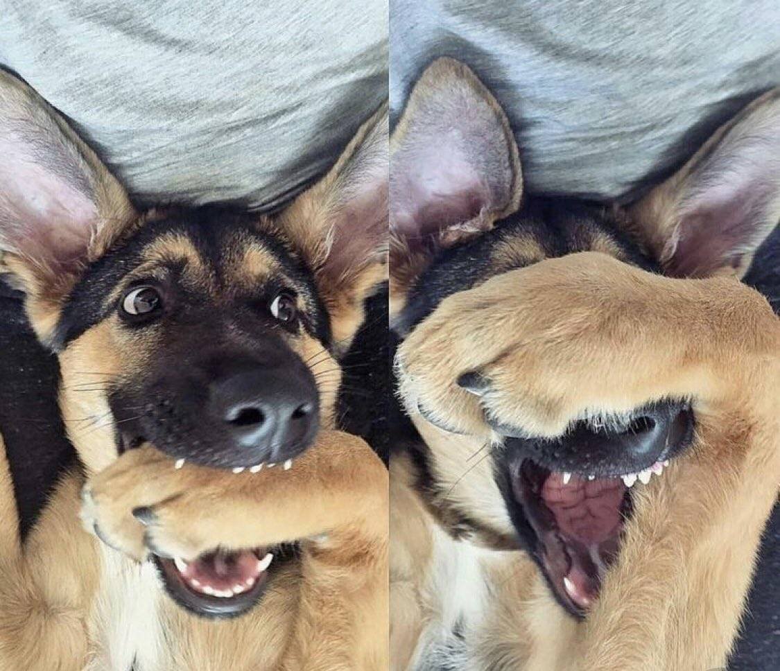 Собака рррр