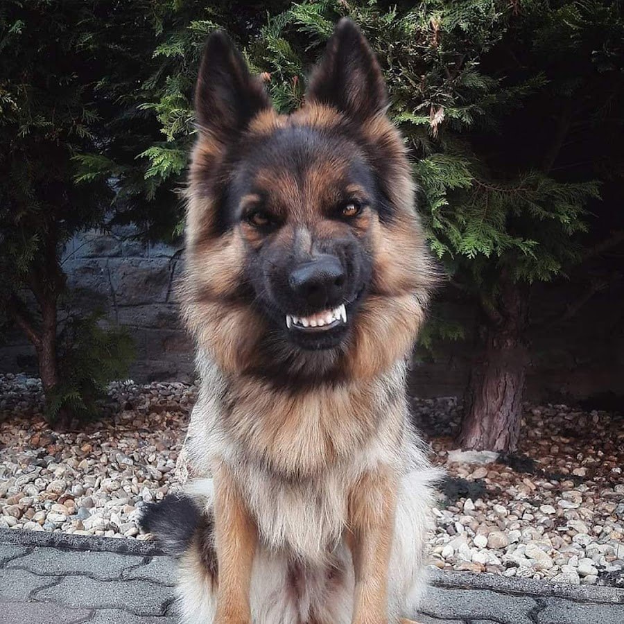 Всемирный день собак