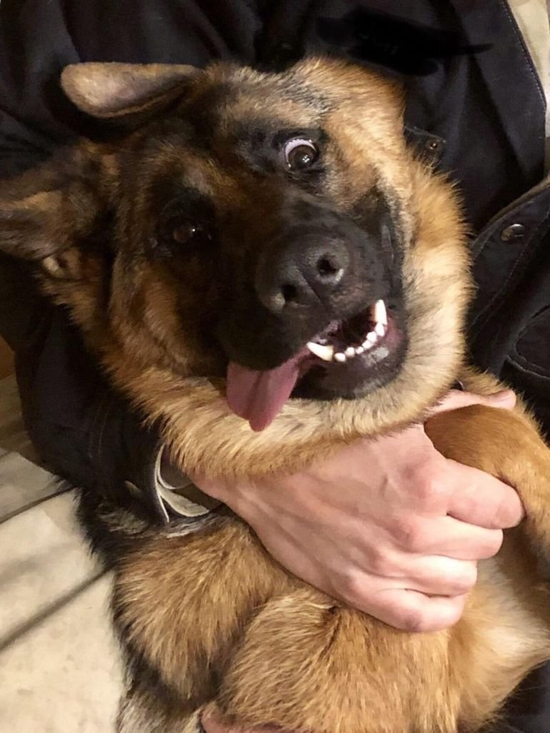 Овчарка прикол