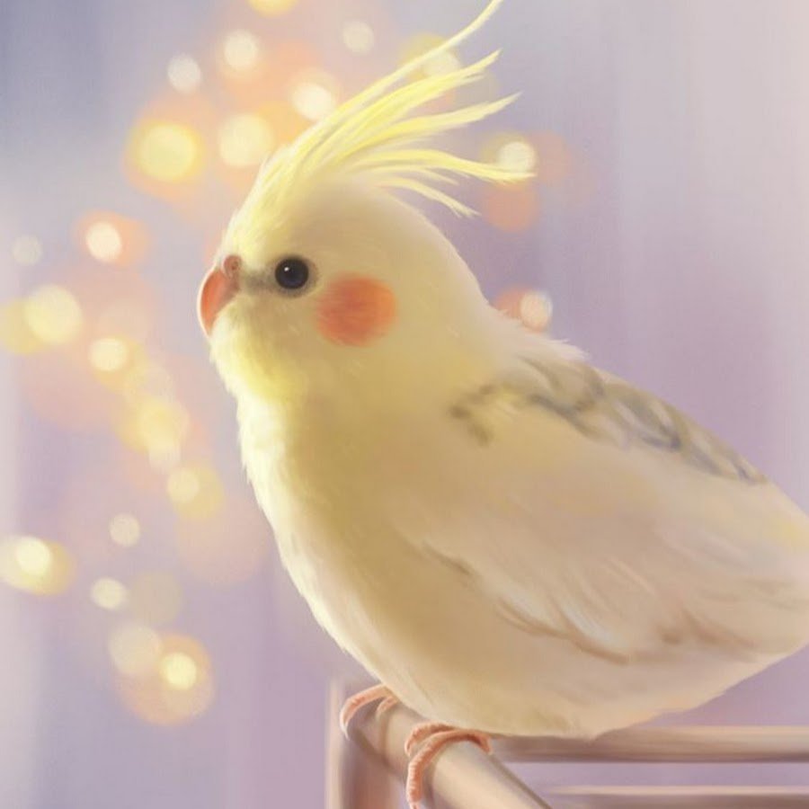 Корелла Браво