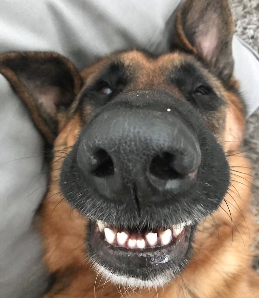 Селфи с овчаркой