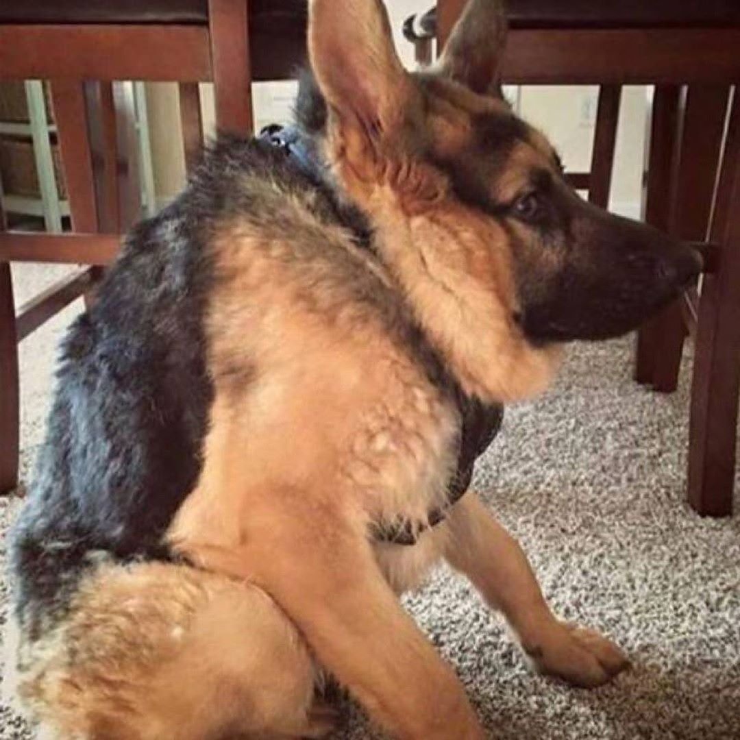 Крутые овчарки в очках