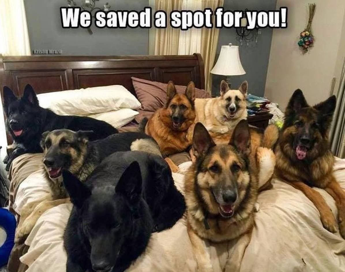 Прикольные немецкие овчарки