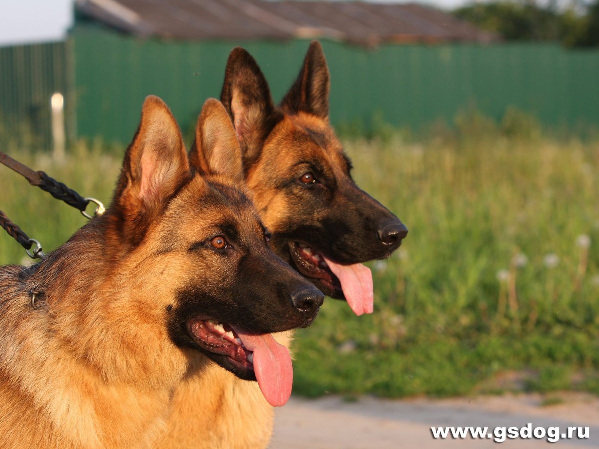 Смешная овчарка