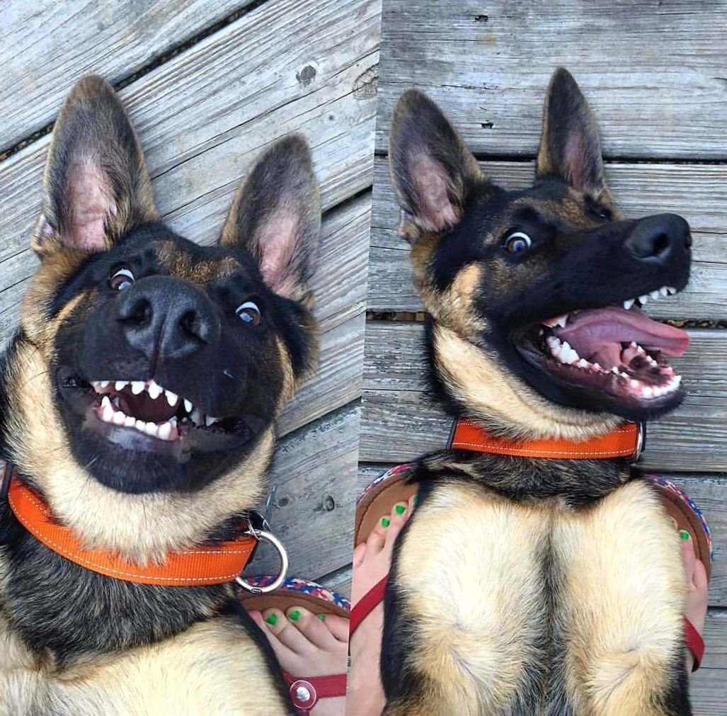 Овчарка из инстаграмма