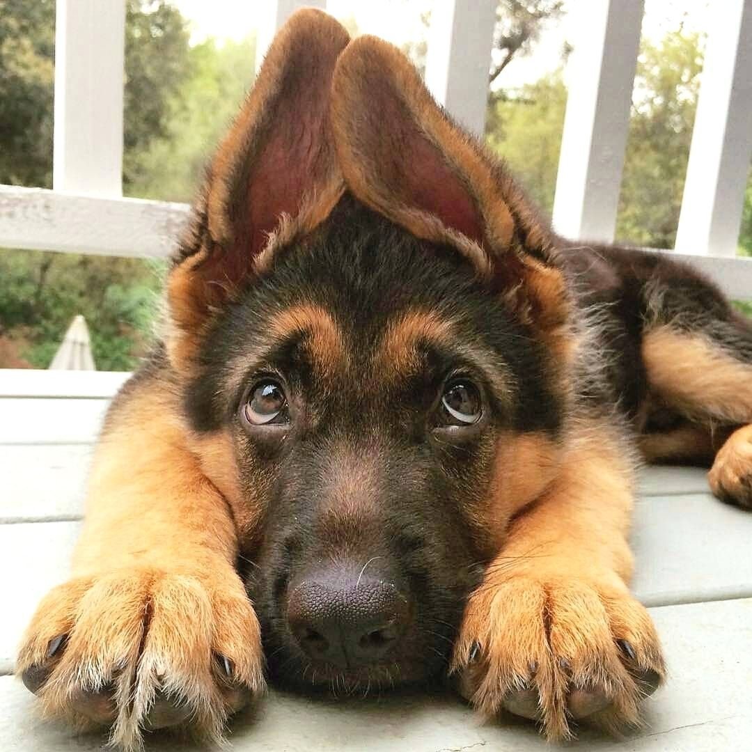 Немецкая овчарка улыбается