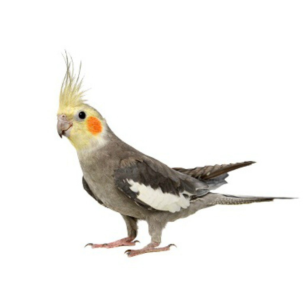 Попугай Sultan papağani