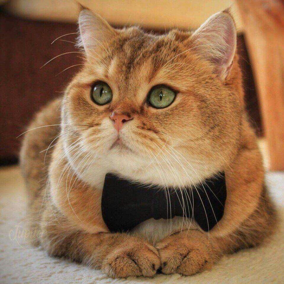 Наглая Кошачья морда