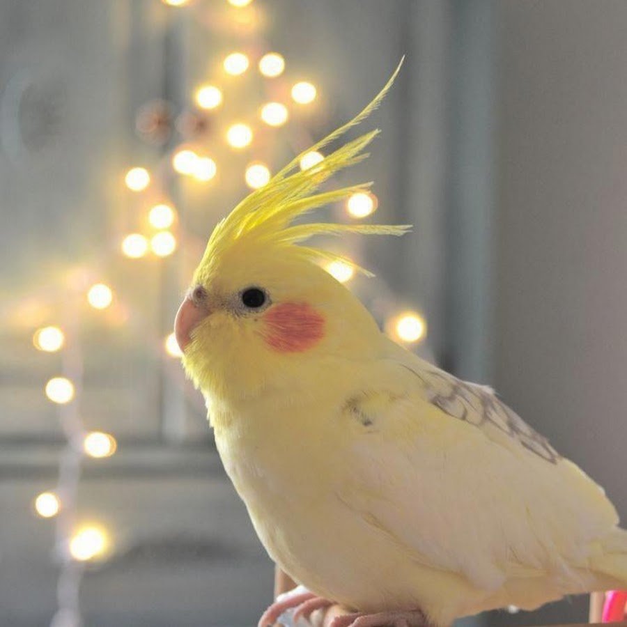 Нимфа корелла попугай