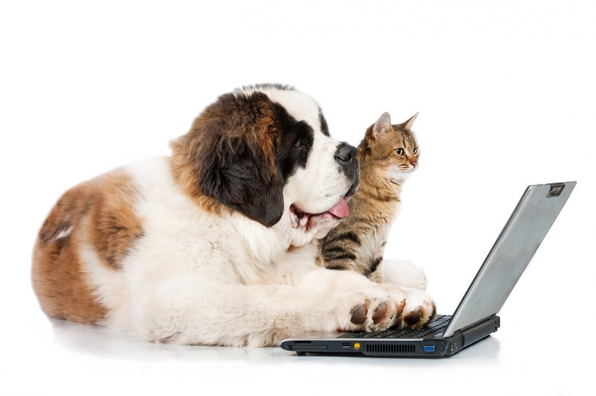 Животные и компьютер