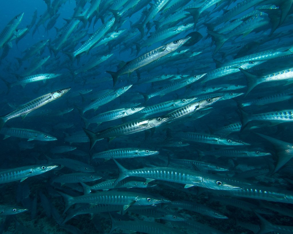 Барракуда рыба