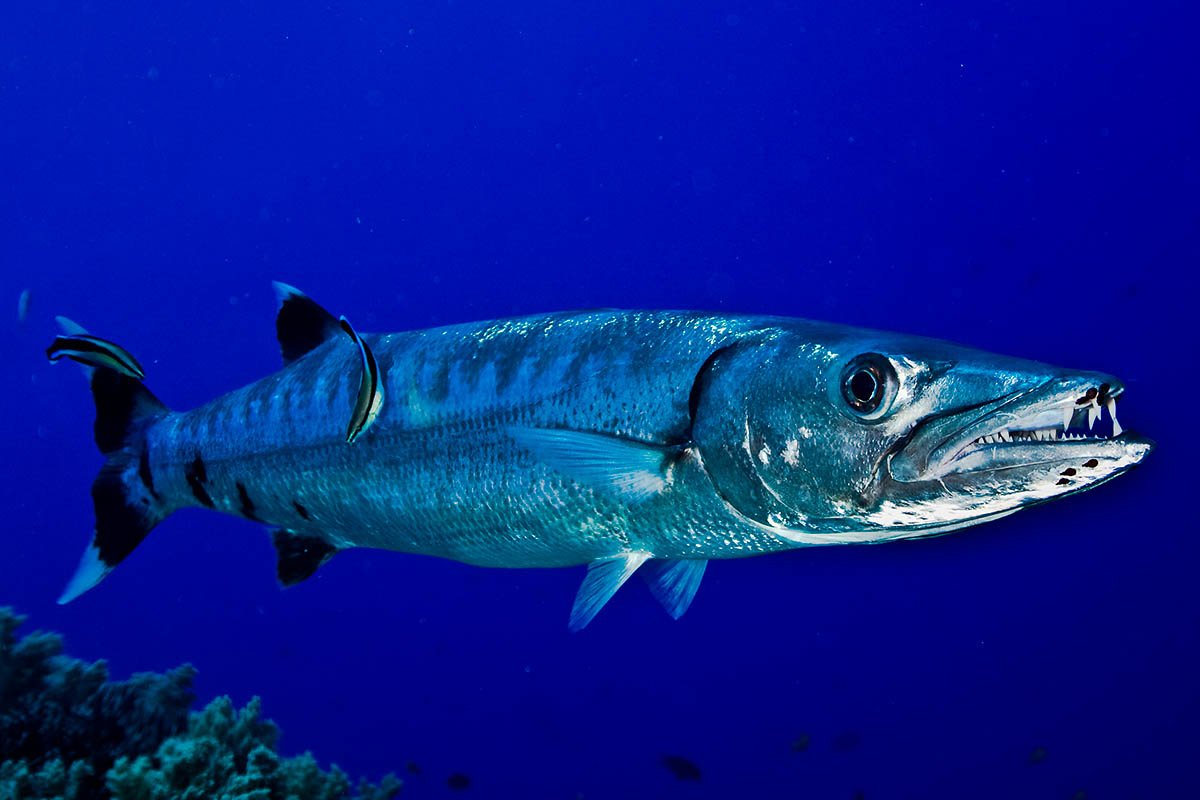 Барракуда рыба