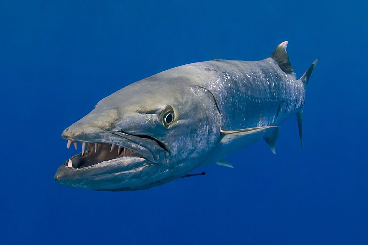 Улыбка барракуды
