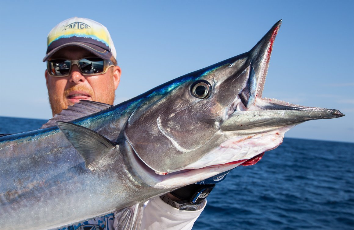 Барракуда рыба