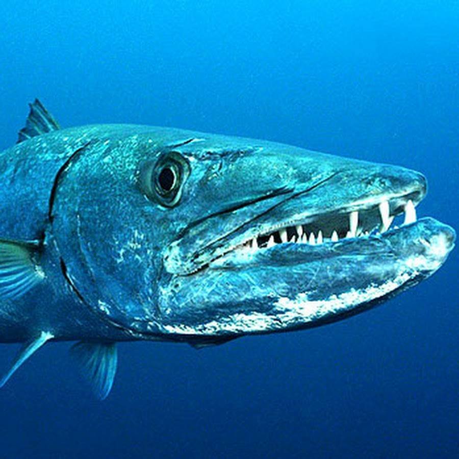 Морская щука Барракуда