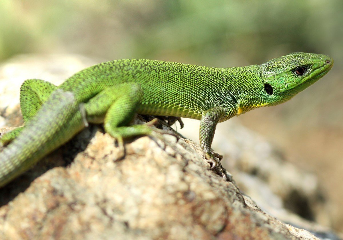 Прыткая ящерица обыкновенный Тритон