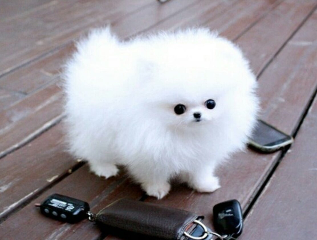 Micro Teacup White Pomeranian