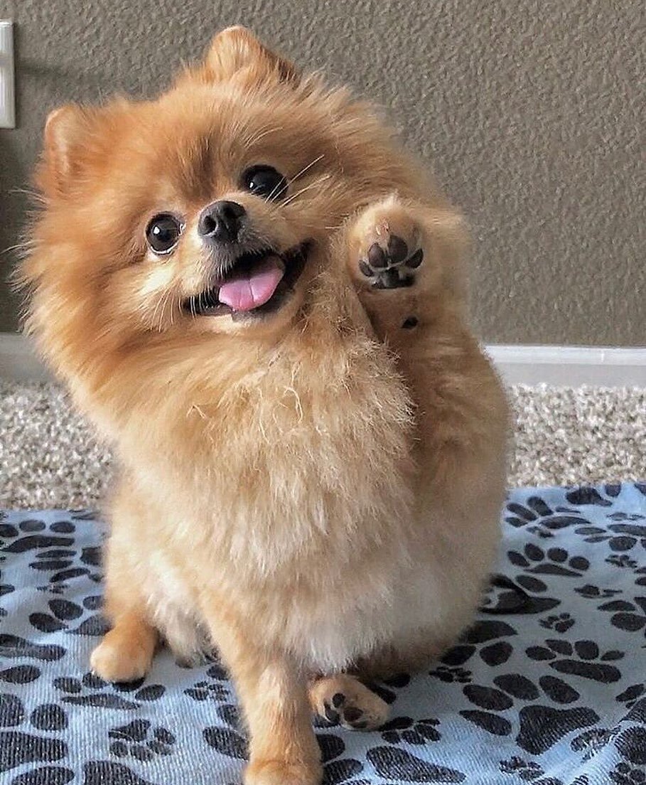 Teacup Pomeranian порода