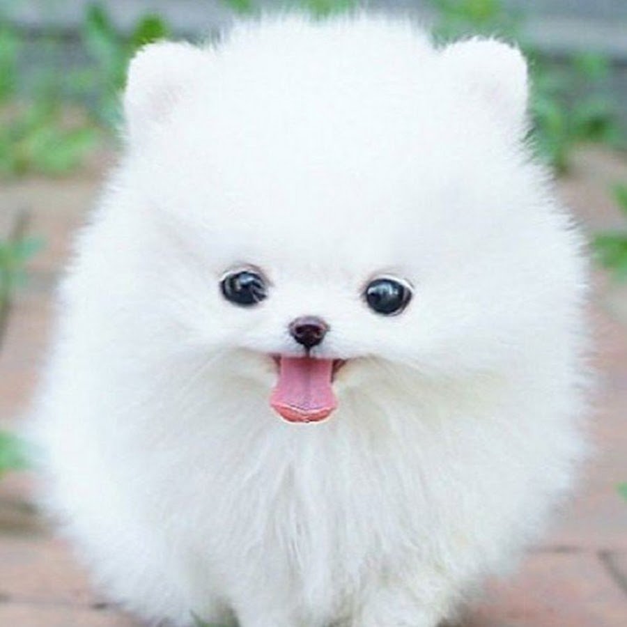 Померанский шпиц розовый